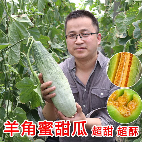 现摘头茬羊角蜜甜瓜新鲜5斤当季时令水果脆甜蜜瓜整箱蜜瓜送种子