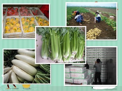 【大量供应保鲜胡萝卜,白萝卜,白菜,西芹,西兰花等保鲜蔬菜】价格,厂家,图片,根块、根茎类,寿光碧龙蔬菜果品-