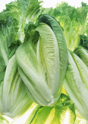 新鲜有机蔬菜、果品、干调、水产品批发,承接食堂配送 - 武汉永洁恒信蔬菜配送 - 主页